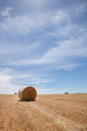 A Round Hay Bale in a Paddock - Australian Stock Image