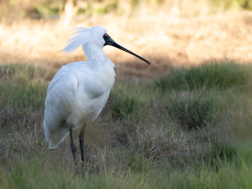 A royal spoonbill (Platalea regia) standing in grassland - Australian Stock Image