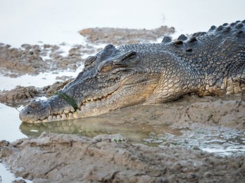 A saltwater crocodile (Crocodylus porosus) in a billabong in Kakadu National Park - Australian Stock Image