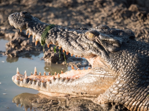 A saltwater crocodile (Crocodylus porosus) in a billabong in Kakadu National Park - Australian Stock Image