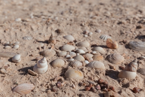 A sandy surface with scattered seashells of different sizes - Australian Stock Image