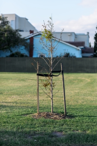 A sapling being supported by two stakes