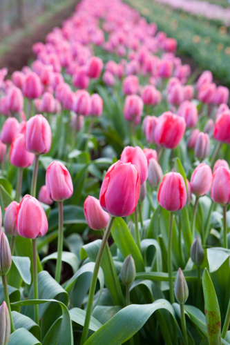 A sea of tulips in Table Cape, Tasmania, Australia - Australian Stock Image