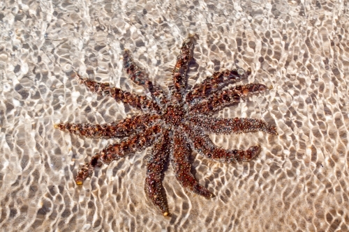 A sea star sitting on the sand in shallow water