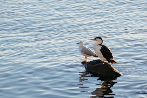 A seagull and a pied cormorant rest together on a rock in the bay