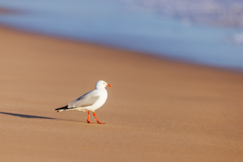 A seagull at Portsea Ocean Beach during a sunny evening in Portsea, Victoria, Australia - Australian Stock Image