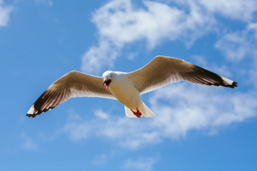 A seagull watches over its nest in Phillip Island, Victoria, Australia - Australian Stock Image