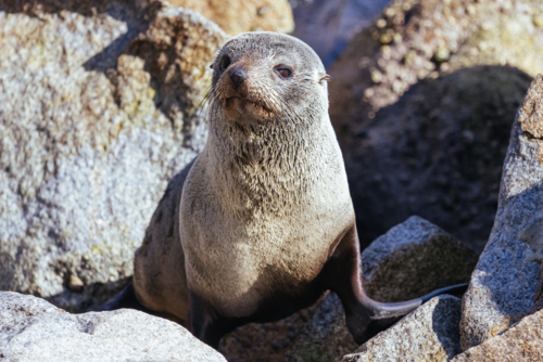 A seal basks in the sun on a warm spring day in Narooma, New South Wales, Australia - Australian Stock Image