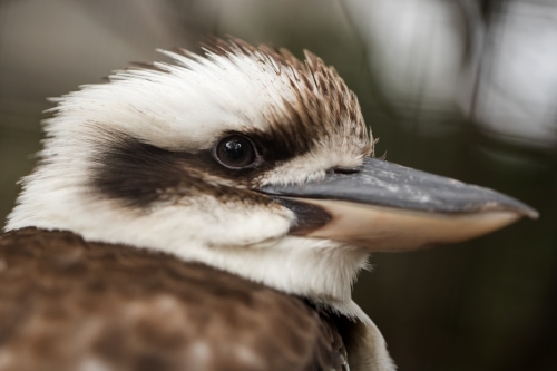 A shallow depth of field photo of an australian laughing kookaburra (dacelo) - Australian Stock Image