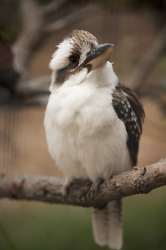 A shallow depth of field photo of an australian laughing kookaburra (dacelo) - Australian Stock Image