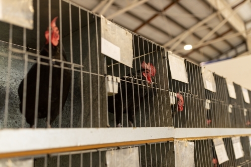 A shallow depth of field selective focus photo of a rooster looking out of its cage at poultry show