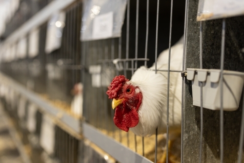 A shallow depth of field selective focus photo of a rooster sticking its head out of its cage - Australian Stock Image