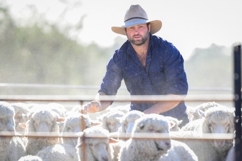 A sheep farmer works with stock during the drought - Australian Stock Image