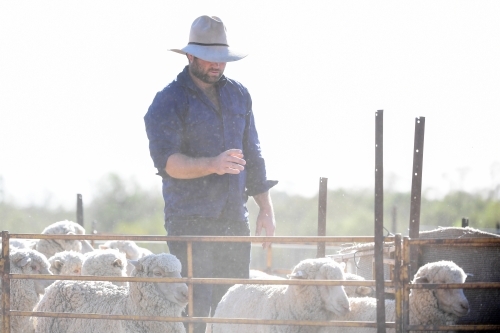 A sheep farmer works with stock during the drought - Australian Stock Image
