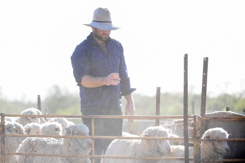 A sheep farmer works with stock during the drought