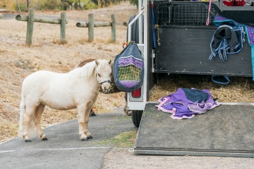 A shetland pony tied to the back of an open horse float - Australian Stock Image