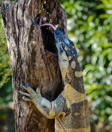 A side view of a Lace Monitor on a tree trunk with it's tongue out