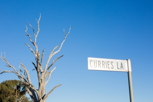 A signpost with a dead tree in the background set against a blue sky