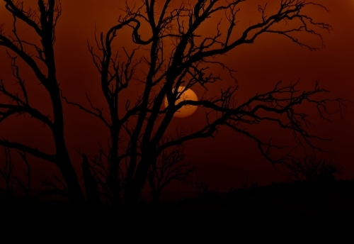 A silhouette of a leafless tree with intricate branches during sunset. - Australian Stock Image
