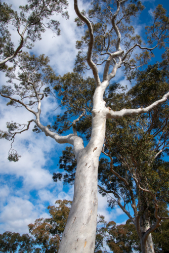 A silver barked eucalyptus tree - Australian Stock Image