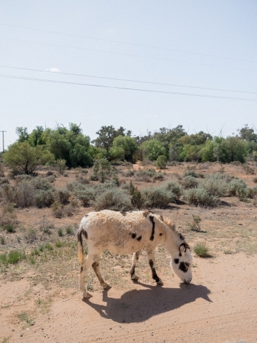 A Silverton Donkey