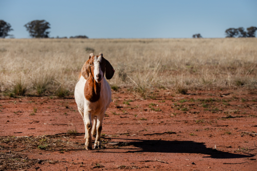 A single boer goat nanny - Australian Stock Image