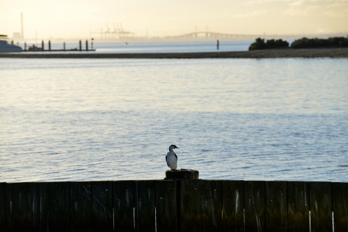 A single cormorant rests on a pier with a large freeway bridge in the background - Australian Stock Image