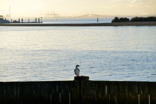 A single cormorant rests on a pier with a large freeway bridge in the background