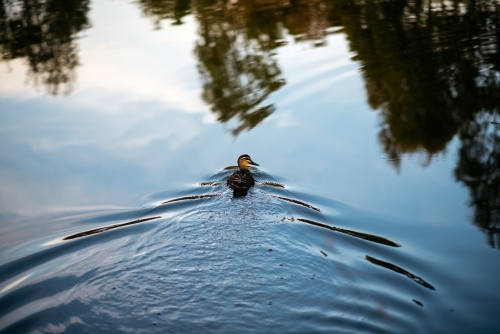 A single duck swims across a pond leaving water ripples behind it - Australian Stock Image