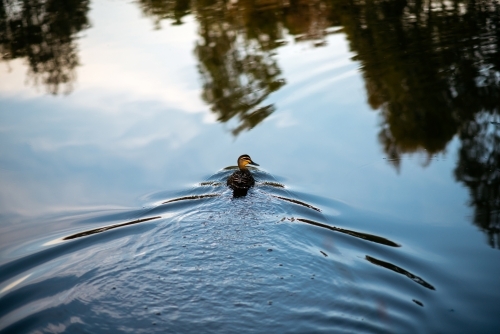 A single duck swims across a pond leaving water ripples behind it