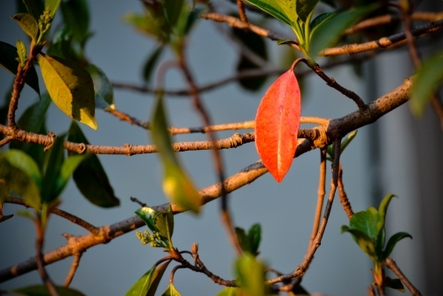 A single red leaf on a green tree at sunset