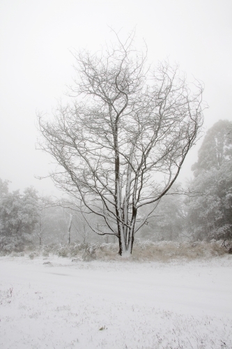 A single tree in a park covered with snow - Australian Stock Image