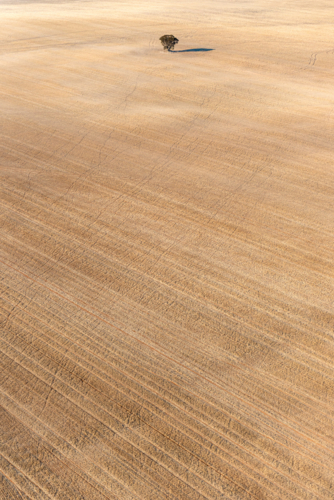 A single tree stands alone in a vast, golden harvested paddock, surrounded by dry, textured earth - Australian Stock Image