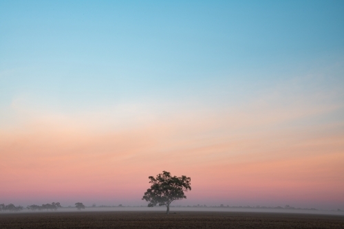 A single tree stands alone on a foggy morning - Australian Stock Image