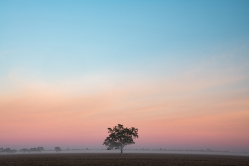 A single tree stands alone on a foggy morning