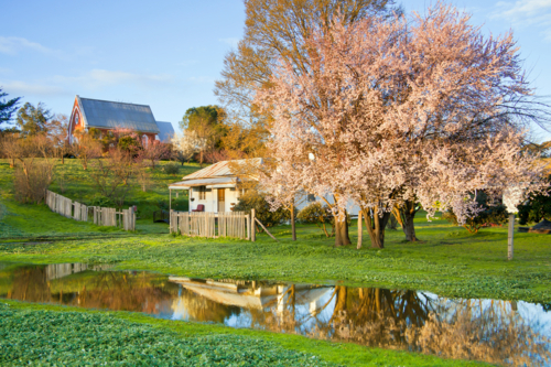 A small farm cottage a spring blossom on fruit trees reflected in a large rain puddle - Australian Stock Image