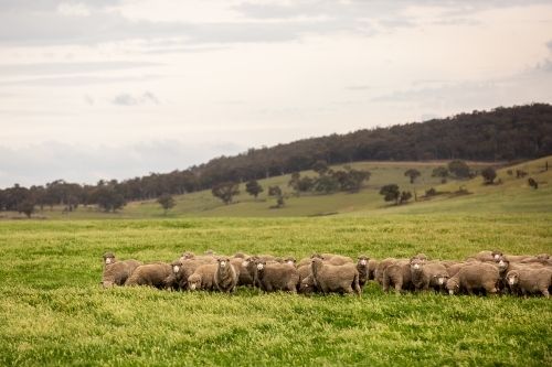 A small flock of merino sheep in a grassy paddock