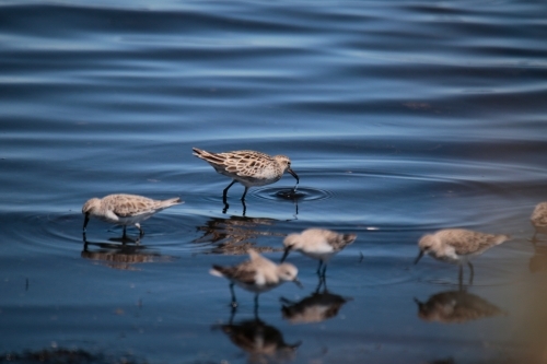 a small group of Sandpipers searching the seashore for food, Coastal Victoria