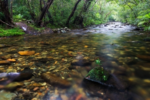 A small plant growing on a moss covered rock in a lush, overgrown tropical rainforest stream - Australian Stock Image