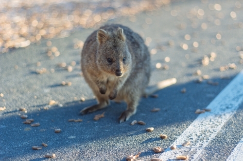 A small Quokka foraging for food - Australian Stock Image