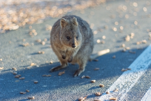 A small Quokka foraging for food