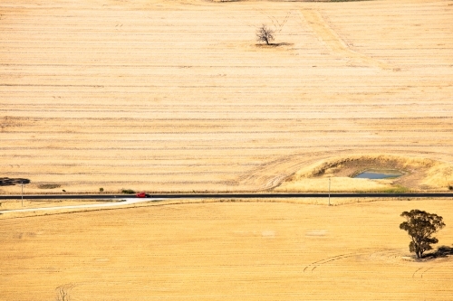 A small red car drives through wheat fields in the Wimmera area of Victoria