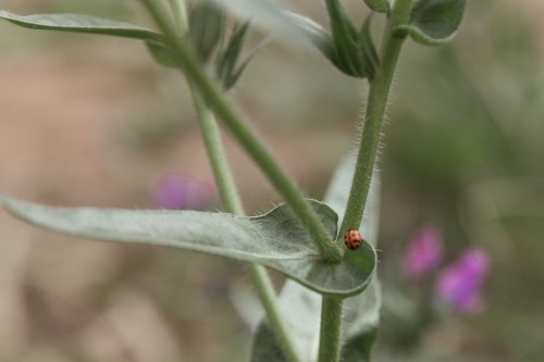 A small red ladybug perched on the stem. - Australian Stock Image