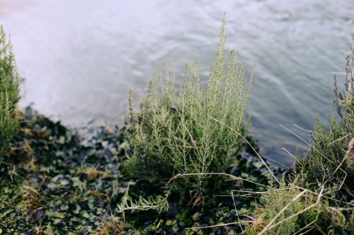 A small shrub at water's edge - Australian Stock Image