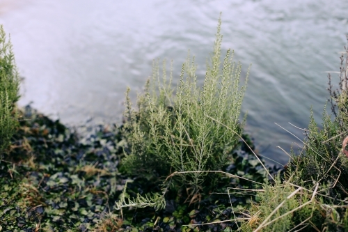A small shrub at water's edge