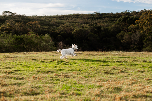 A small white dog plays and runs freely in a lush green field surrounded by trees - Australian Stock Image