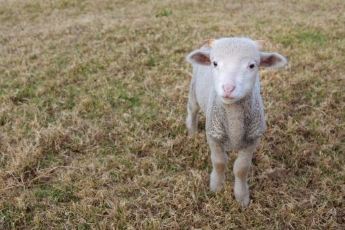A small white lamb in a paddock