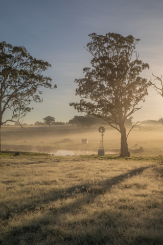A small windmill next to a large gum tree on a misty morning - Australian Stock Image