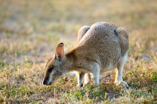 A solitary common Agile Wallaby in Lorella Springs, Northern Territory