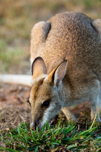 A solitary common Agile Wallaby in Lorella Springs, Northern Territory - Australian Stock Image